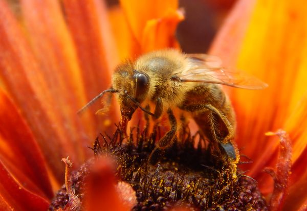 1 miejsce P Gąszczak 600